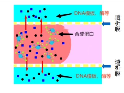 應(yīng)用4 無細(xì)胞蛋白表達(dá) （透析效率高快速提高膜內(nèi)分子濃度，提高蛋白產(chǎn)量）.jpg