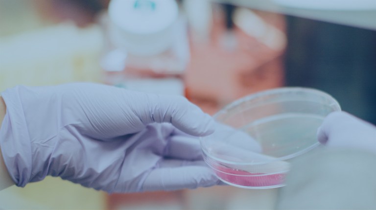 MaxWell Biosystems 微電極陣列
